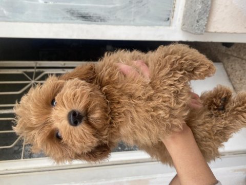 Mini boy maltipoo oğlumuz