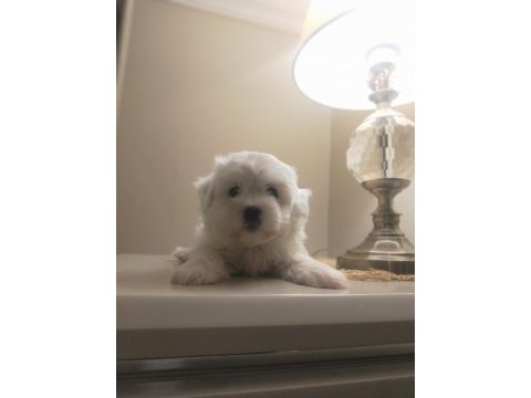 Ev doğumu sıfır numara maltese terrier yavrular