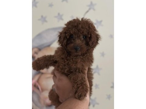 Yüz yapısı muhteşem red toy poodle yavrular