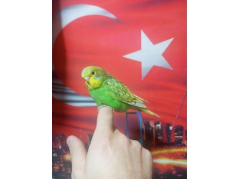 Sağlıklı muhabbet kuşu yavrular