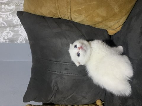 Scottish fold mavi gözlü kar beyaz yavrular