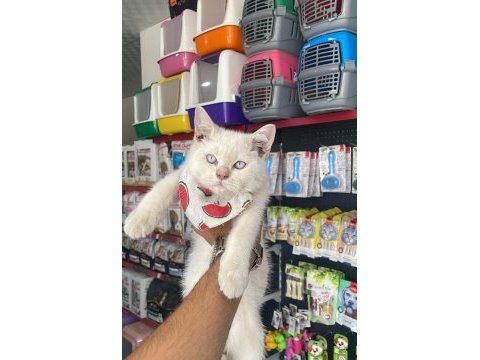 Erkek red point british shorthair yavrumuz