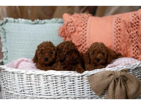 Toy poodle yavrularımız