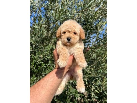 Birbirinden güzel maltipoo yavrularım için bana ulaşın