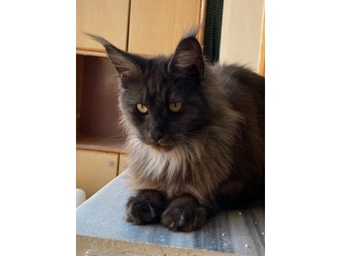 Yetişkin üretim şecereli dişi 2 yaşında maine coon