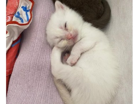 Safkan british shorthair dişi yavru yeni yuvasını arıyor