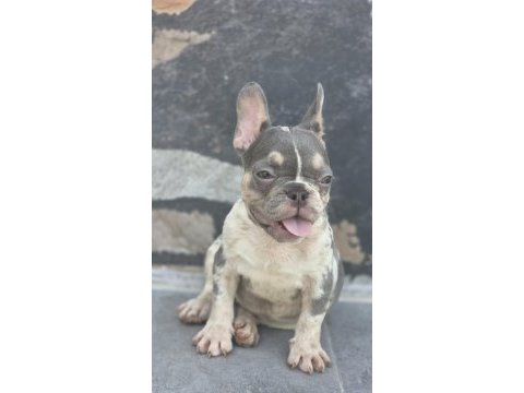 French bulldog köpekler