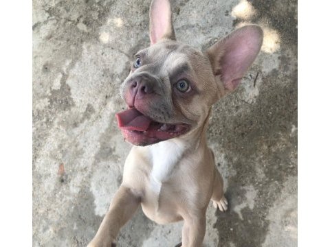 Böyle bir french bulldog güzellik yok