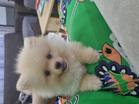 Oyuncu akıllı tatlı pomeranian kızım