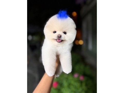 Orjinal pomeranian boo