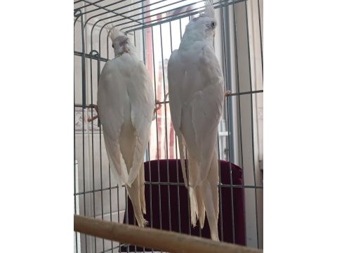 Yavru yetişkin her renk sultan papağanlar