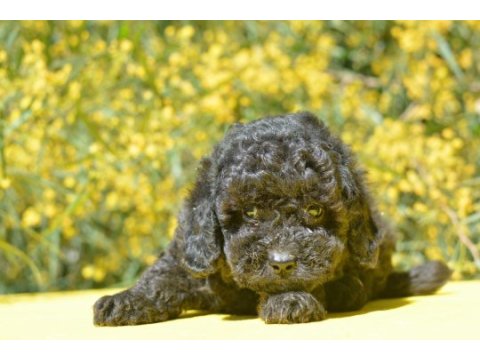 Siyah inci toy poodle bebekler