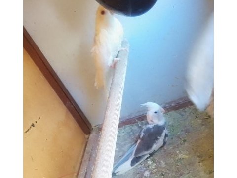 Kırmızı göz albino sultan papağanı