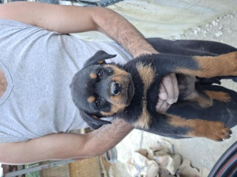 Son yavru köpeğimiz