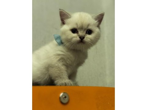 Safkan biritislerim yeni yuvalarına gitmeye hazırlar