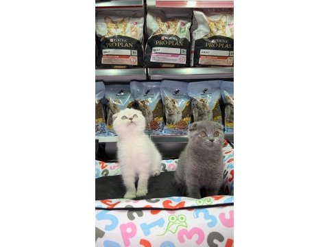 Scottish fold kardeşler