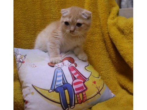 Scottish fold erkek yavru uygun