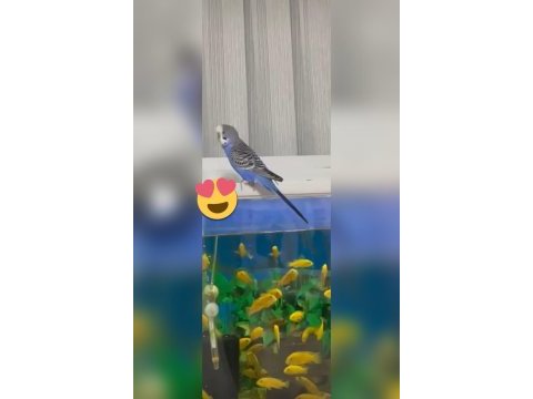 Muhabbet kuşum maviş 4 kelime biliyor 1 yaşına girecektir
