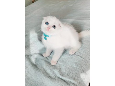 Minnoş gözlü bebek scottish fold