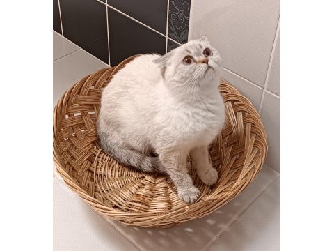 Blue point scottish fold kızımız yeni yuvasını arıyor