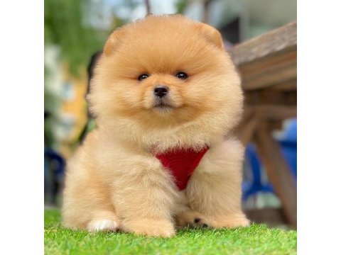 Safkan pomeranian boo bebekler