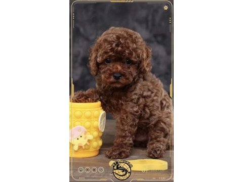 Toy poodle yavrularımız
