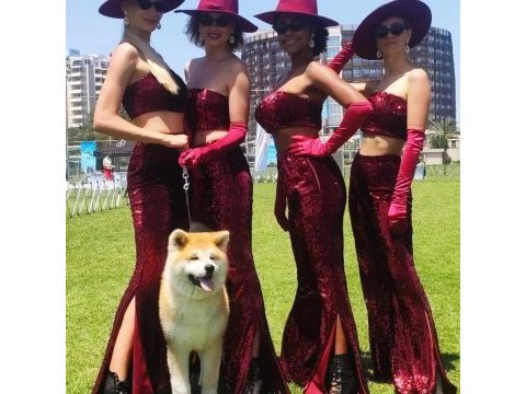 Japon akita çiftliğinden şecere belgeli yavrular