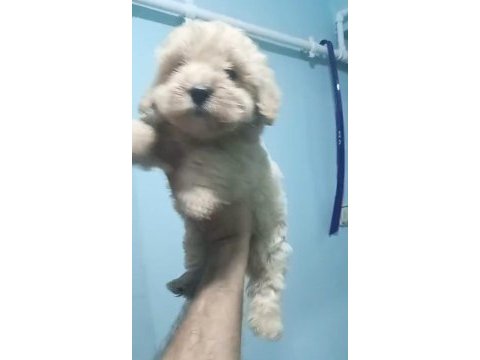 Maltipoo yavruları