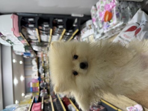 Pomeranian boo 3 aylık