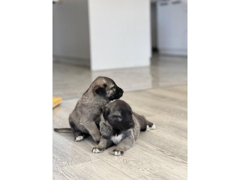 Safkan kangal panter torunu soy garantili