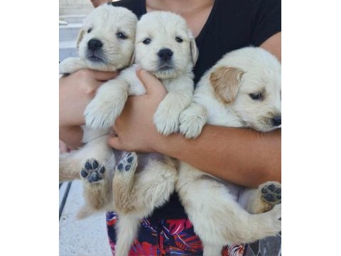 A kalite ırk sağlık garantili golden retriever yavrular