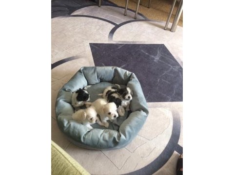 Ev üretimi 43 günlük morkie yavrular