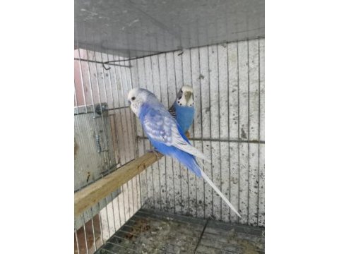 Mükemmel muhabbet kuşu eşler
