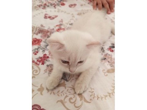Scottish fold yavrularımız