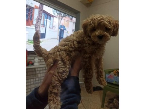 Toy poodle köpeğimiz