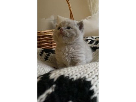 British shorthair chocolatte lilac ve fawn bebeklerim