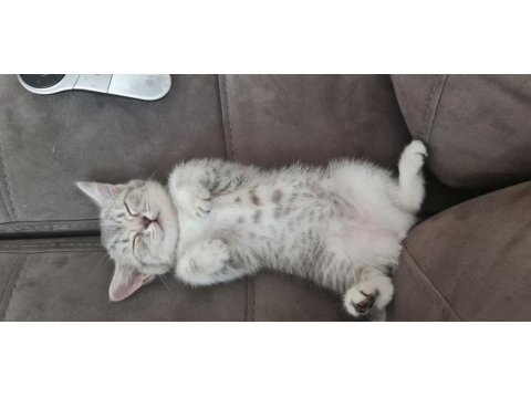 British shorthair yeni sıcak yuvamızı arıyoruz