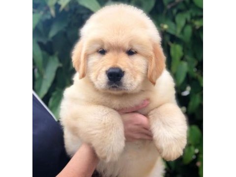 Golden retriever puppy