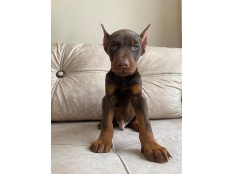Kızıl doberman bebekler