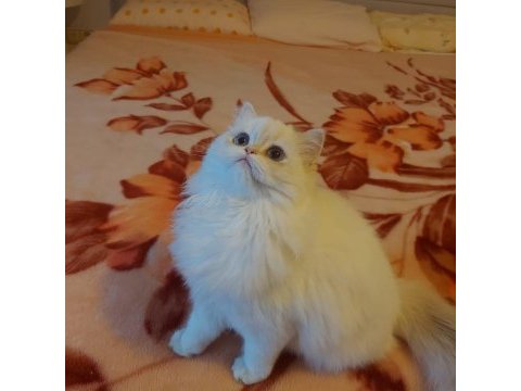 British longhair dişi