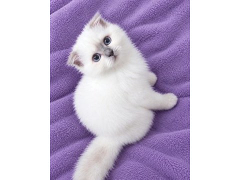 British shorthair erkek ve dişi bebekler