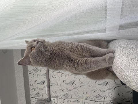 Erkek kısır kedim