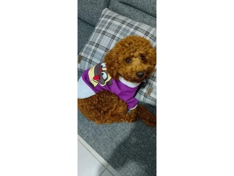 Maltipoo bebeklerimiz