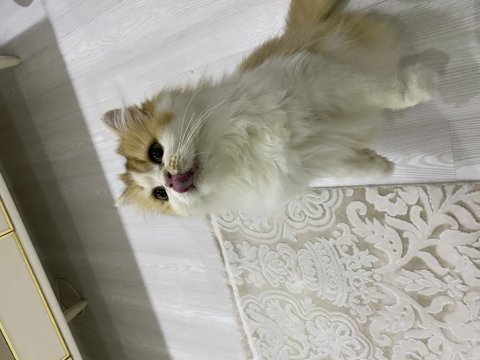 Muhteşem güzellikte british longhair