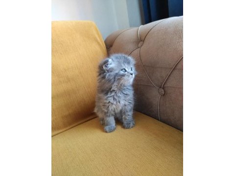 British longhair bebişler