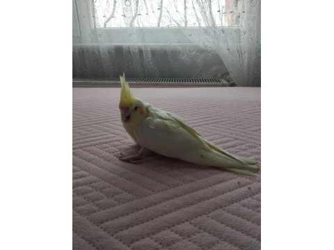 Acil satılık yeni yeme düşmüş sultan papağanı
