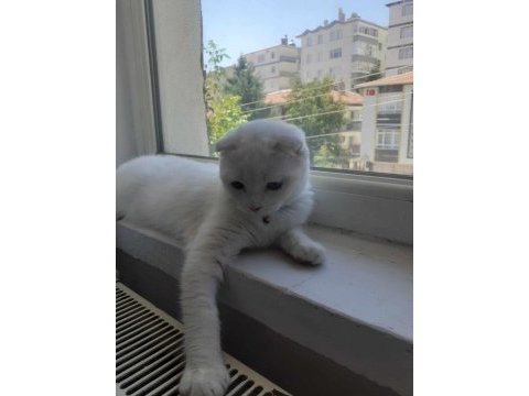 Acil uyguna kar beyazı pamuk scottish fold
