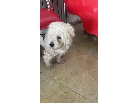 Ücretsiz sahiplendirme köpeğimiz