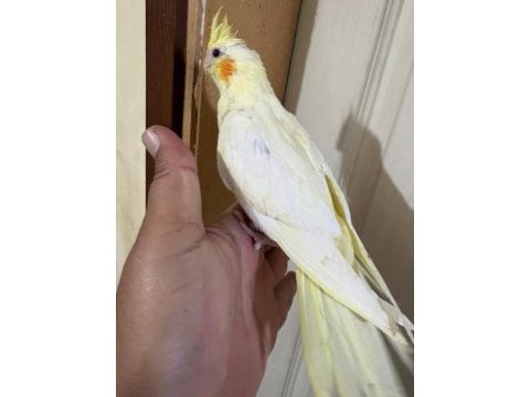 46 günlük lutino bebek sultan papağanı