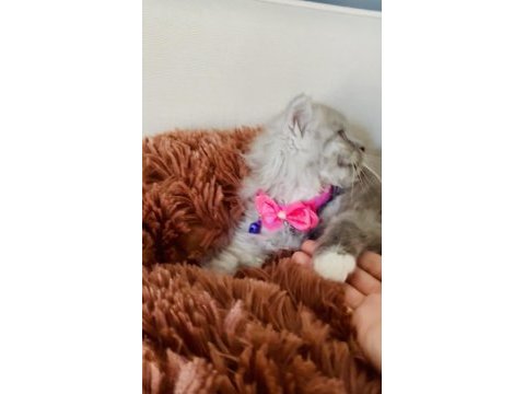 British longhair 2 aylık